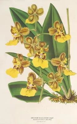 Oncidium bicallosum (Oncidium bicallosum)