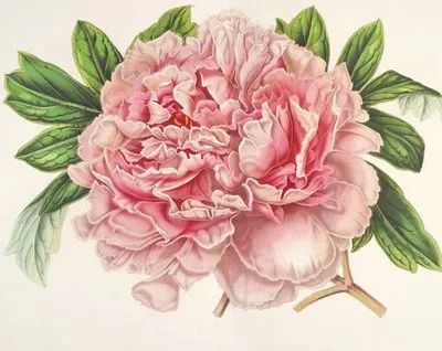 Pivoine Alexandre II (Pivoine Alexandre II)