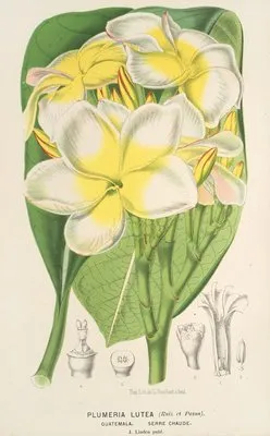 Plumeria lutea (Plumeria lutea)