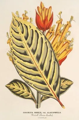 Sanchezia nobilis var. glaucophylla (Sanchezia nobilis var. glaucophylla)