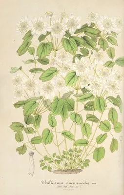 Thalictrum anemonoides (Thalictrum anemonoides)
