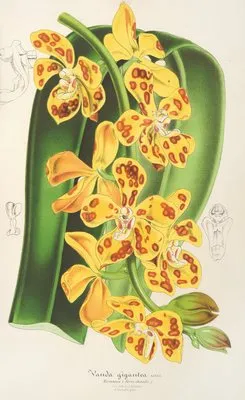 Vanda gigantea (Vanda gigantea)