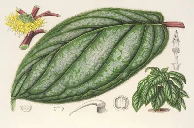 Witheringia pogonandra (Witheringia pogonandra)