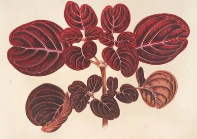 Achyranthes Verschaffeltii (Achyranthes Verschaffeltii)