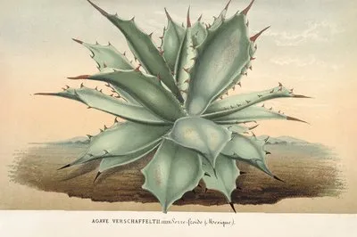 Agave Verschaffelti (Agave Verschaffelti)