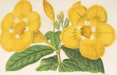 Allamanda Hendersoni (Allamanda Hendersoni)