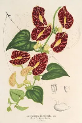 Aristolochia floribunda (Aristolochia floribunda)