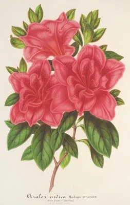 Azalea (indica, hybrida) Madame Wagner (Azalea (indica, hybrida) Madame Wagner)