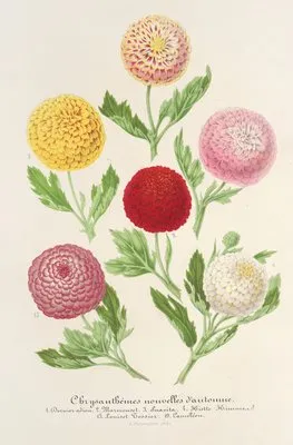 Chrysanthèmes nouvelles d’automne