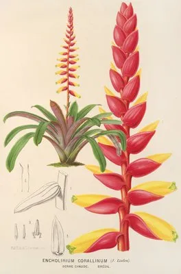 Encholirium corallinum (Encholirium corallinum)