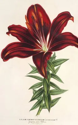 Lilium hæmatochroum (hybridum)