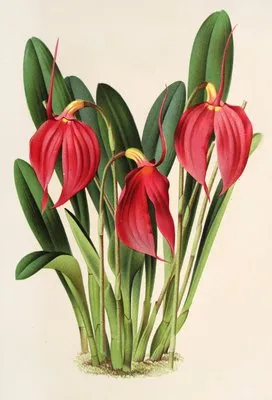 Masdevallia Lindeni, var. Harryana (Masdevallia Lindeni, var. Harryana)