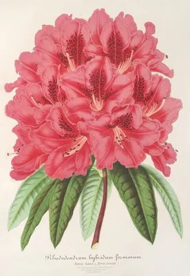 Rhododendrum formosum (Rhododendrum formosum)