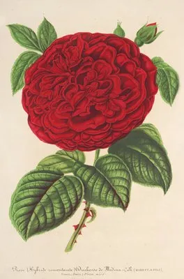 Rose Duchesse de Médina-Céli