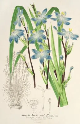 Sisyrichium multiflorum (Sisyrichium multiflorum)