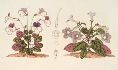 Stenogastra concinna J.D. Hook (Stenogastra concinna J.D. Hook)
