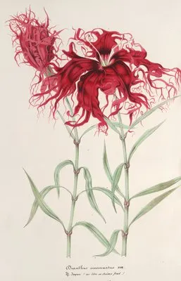Dianthus cincinnatus (Dianthus cincinnatus)