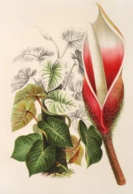 Philodendron Daguense (Philodendron Daguense)