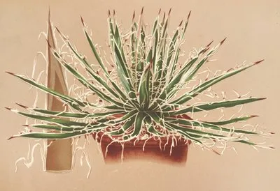 Agave schidigera (Agave schidigera)