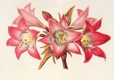Amaryllis Belladonna (Amaryllis Belladonna)