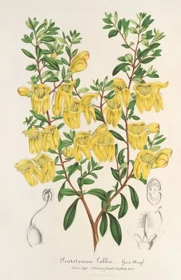 Lepidostemon penstemonoides (Penstemon Lobbii) (Lepidostemon penstemonoides (Penstemon Lobbii))