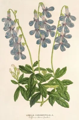 Lobelia coronopifolia (Lobelia coronopifolia)