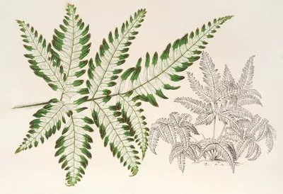 Pteris argyrea (Pteris argyrea)
