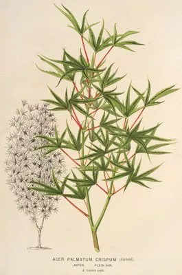 Acer palmatum crispum (Acer palmatum crispum)