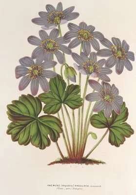 Anemone (Hepatica) angulosa (Anemone (Hepatica) angulosa)