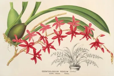 Odontoglossum roseum (Odontoglossum roseum)