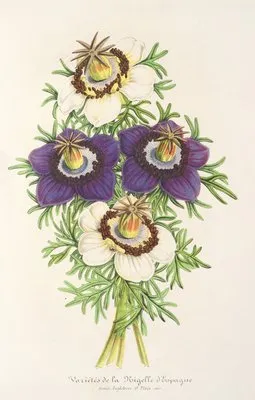 Nigella Hispanica (Variétés de la)