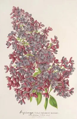 Lilas Président Massart