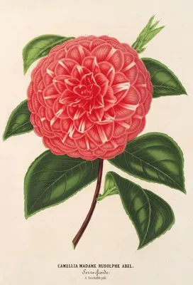 Camellia Madame Rudolph Abel (Camellia Madame Rudolph Abel)