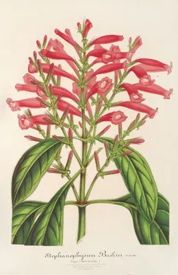 Stephanopbysum Baikiei (Stephanopbysum Baikiei)