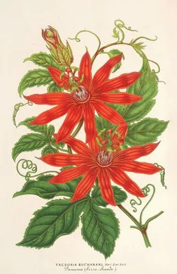 Tacsonia Buchanani (Tacsonia Buchanani)