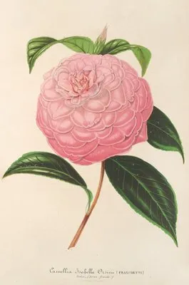 Camellia Isabella Orsini (Franchetti) (Camellia Isabella Orsini (Franchetti))