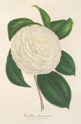 Camellia planipetala (Camellia planipetala)