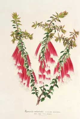 Epacris miniata (Epacris miniata)