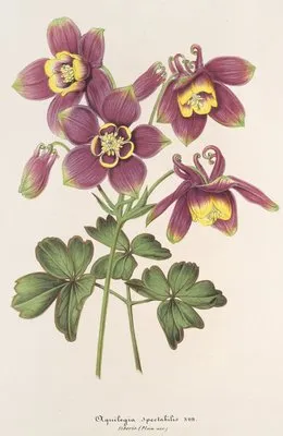 Aquilegia spectabilis (Aquilegia spectabilis)