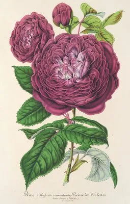 Rose Reine des Violettes (Rose Reine des Violettes)