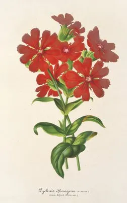 Lychnis Haagena (Lychnis Haagena)