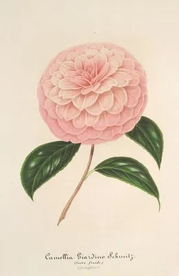 Camellia Giardino Schmitz (Camellia Giardino Schmitz)