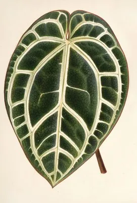 Anthurium crystallinum (Anthurium crystallinum)
