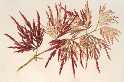 Acer (polymorphum) palmatum (Acer (polymorphum) palmatum)