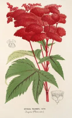 Spiræa palmata