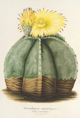 Astrophytum myriostigma (Astrophytum myriostigma)