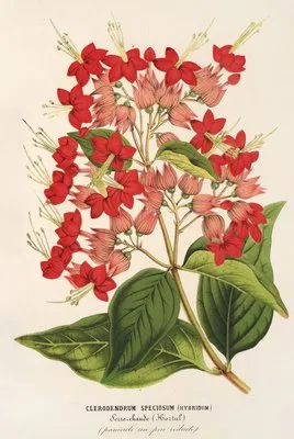 Clerodendrum speciosum (hybridum) (Clerodendrum speciosum (hybridum))