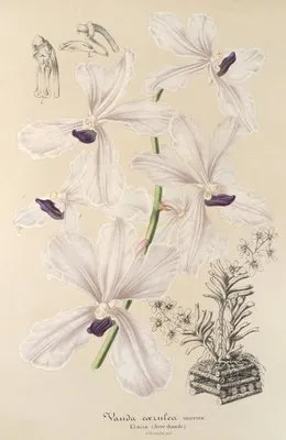 Vanda cærulea