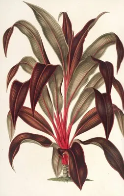 Calodracon terminalis, var Moorei (Calodracon terminalis, var Moorei)