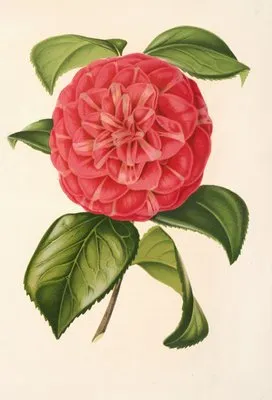 Camellia Francesco Burlamachi (Camellia Francesco Burlamachi)